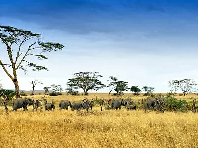 Elefanter i Serengeti