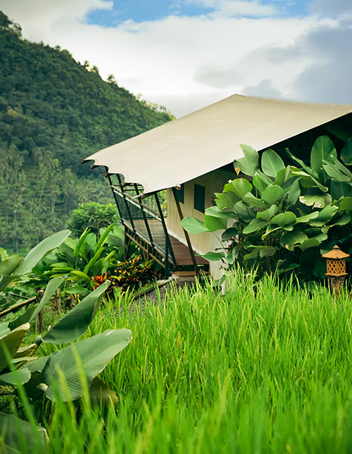 Lyxtält i frodig djungel bland risfält och gröna berg på Bali