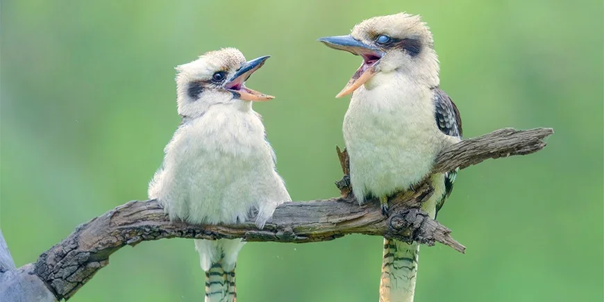 Två kookaburror sitter i ett träd och sjunger