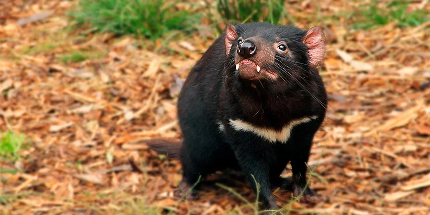 Tasmansk djävul i Australien