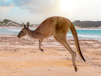Hoppande känguru på Kangaroo Island i Australien