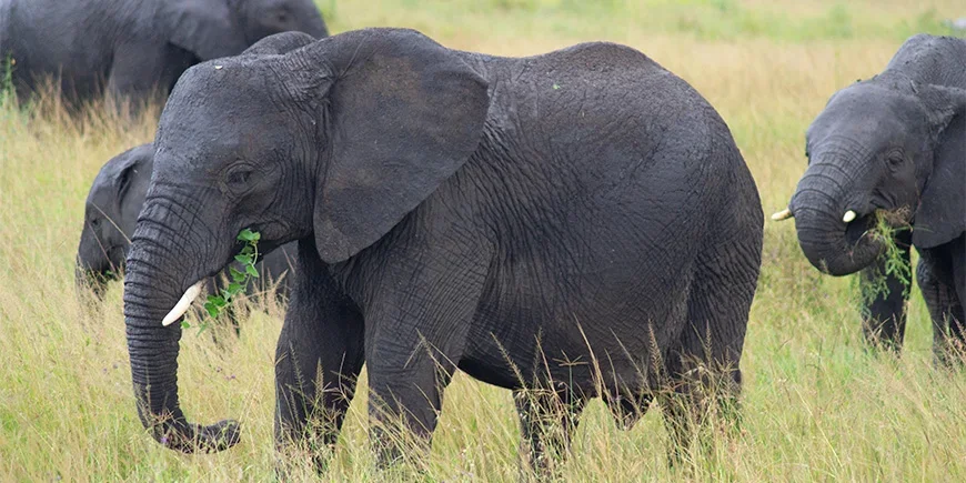 Elefanter vandrar över savannen i Serengeti