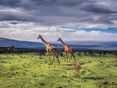 Två giraffer går i Serengeti