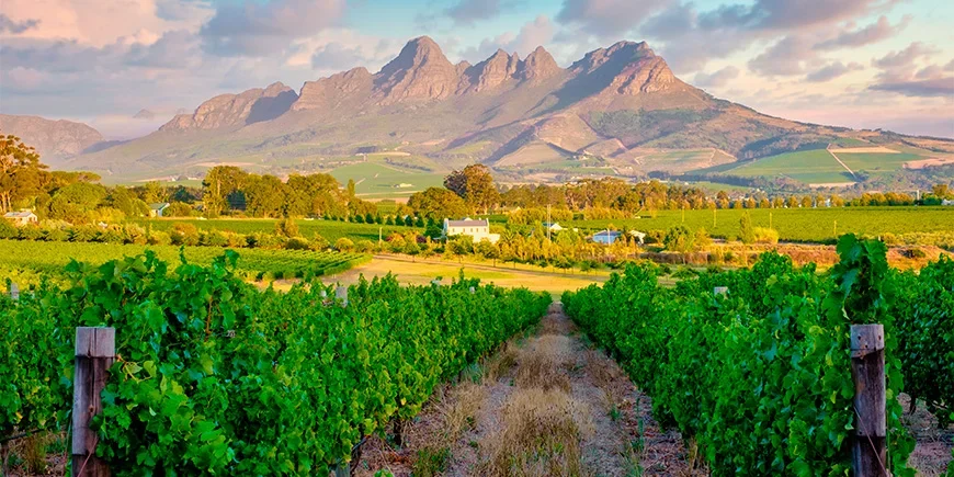 Vacker vinodling i Stellenbosch i Sydafrika