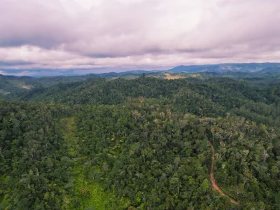 Frodig regnskog i Andasibe-Mantadia nationalpark på Madagaskar