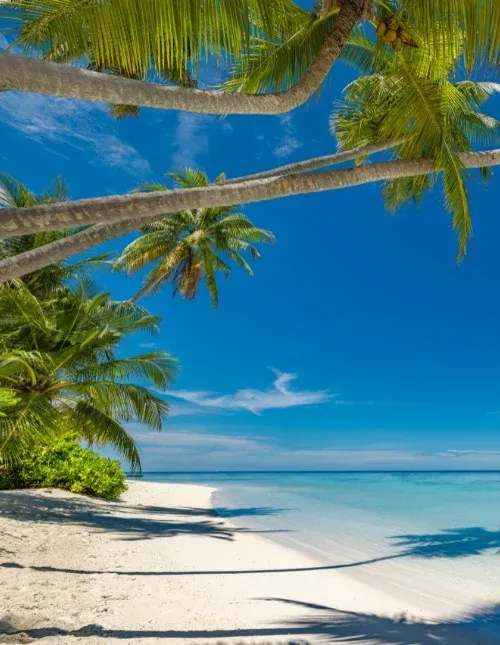 Tropisk strand på Maldiverna med vit sand och turkosblått vatten under en klarblå himmel.