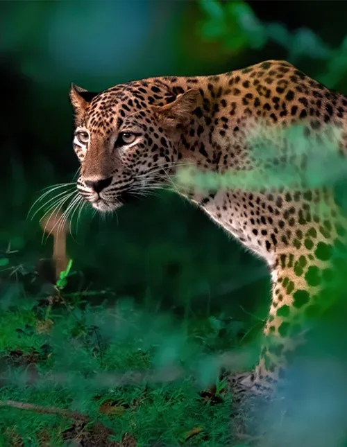 Närbild av en leopard i frodig djungel på Sri Lanka