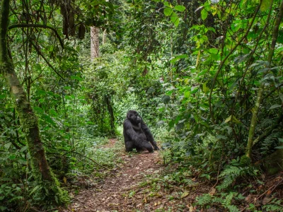En gorilla står på stigen i Bwindi i Uganda