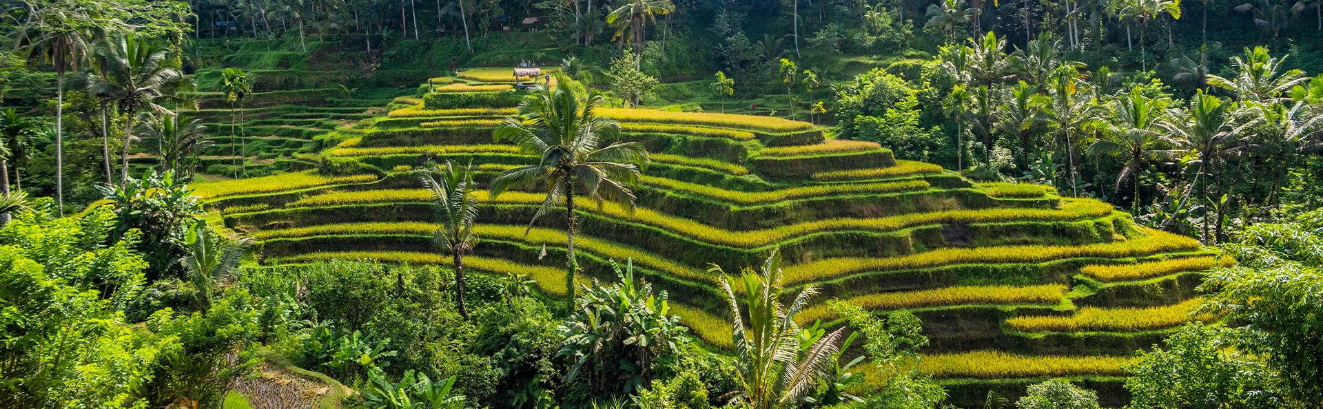 Vackra gröna risterrasser på Bali