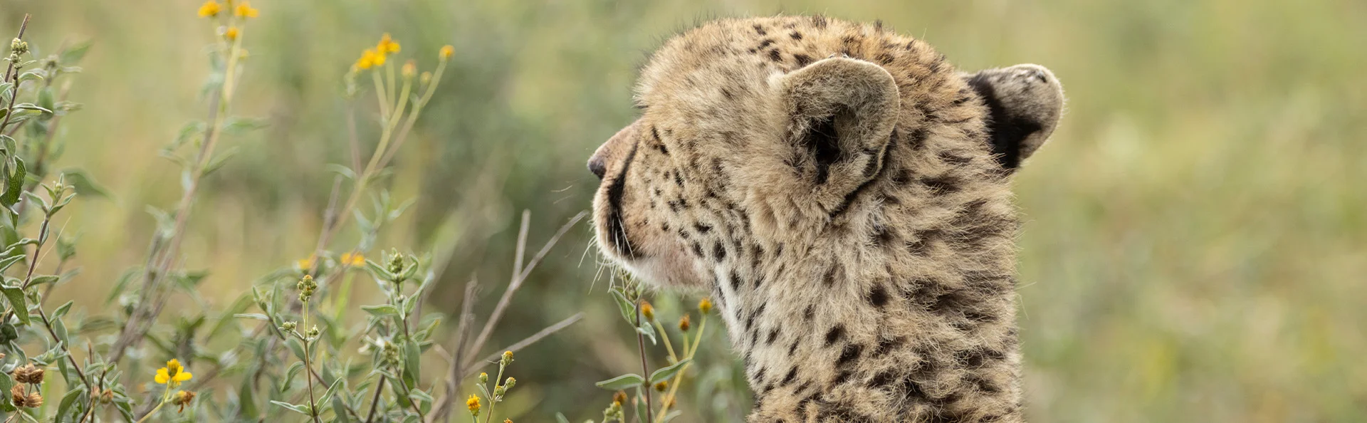 En gepard tittar ut över savannen i Tanzania