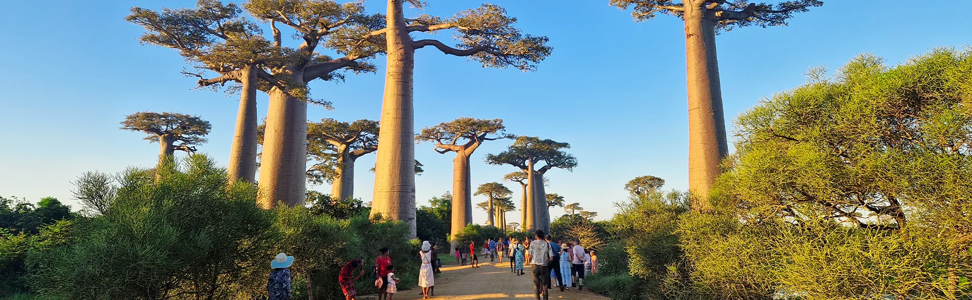 Baobaballén på Madagaskar