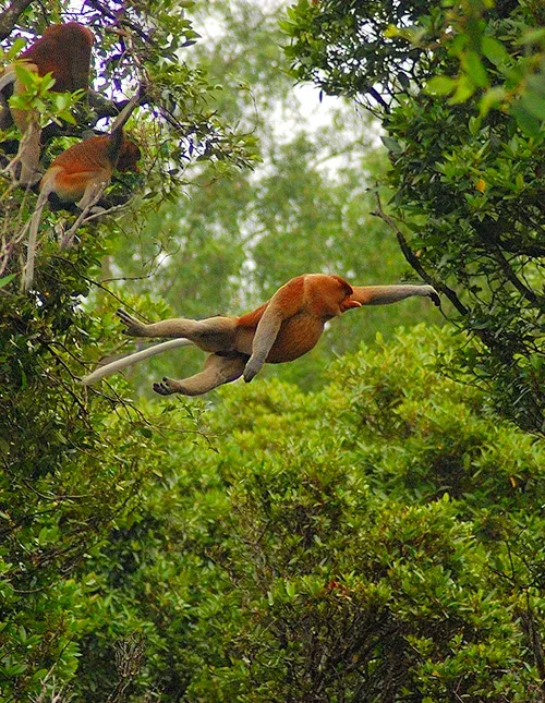 Näsaporna är en endemisk art som endast finns på ön Borneo.