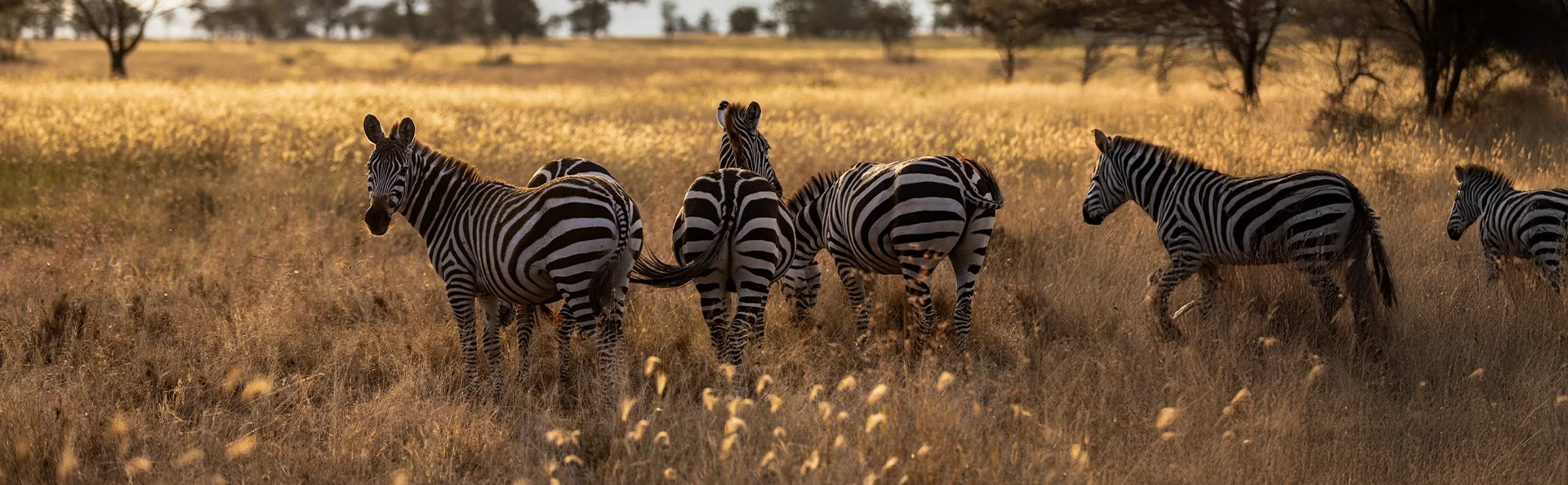 En zebraflock står på savannen