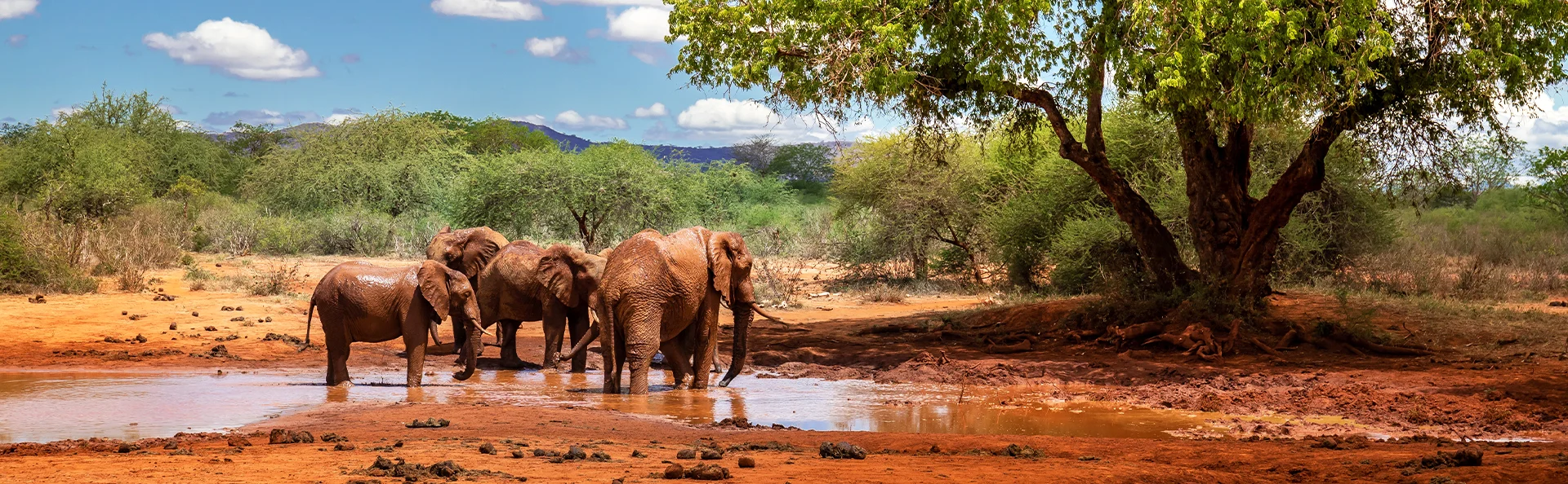 Elefantfamilj i Kenyas vackra landskap.