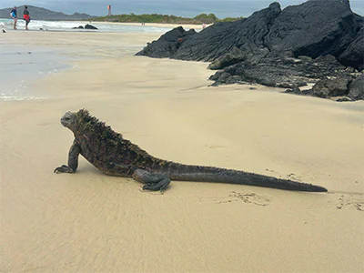 Leguan på Galapagosöarna