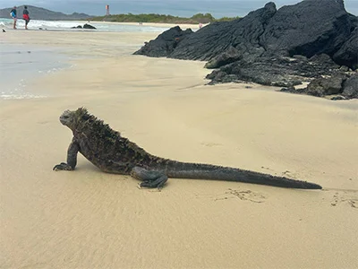 Leguan på Galapagosöarna