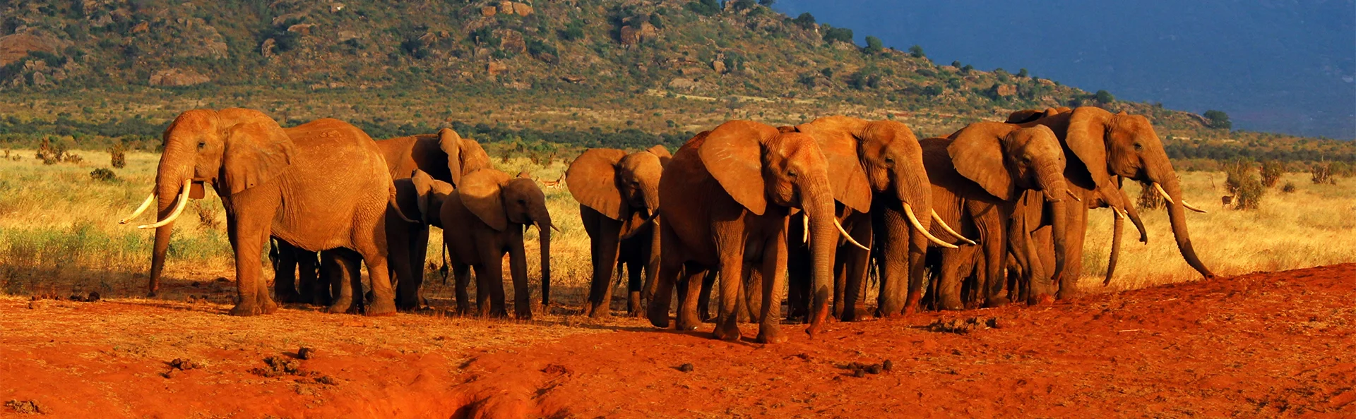 Elefanter täckta av rött damm i Tsavo East