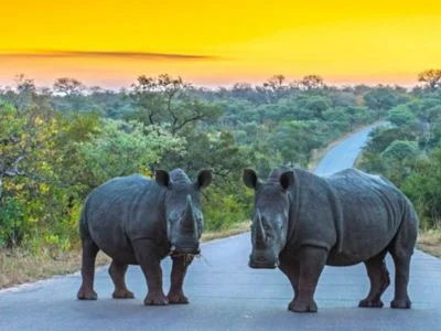 Två noshörningar på en väg i Kruger nationalpark vid solnedgång
