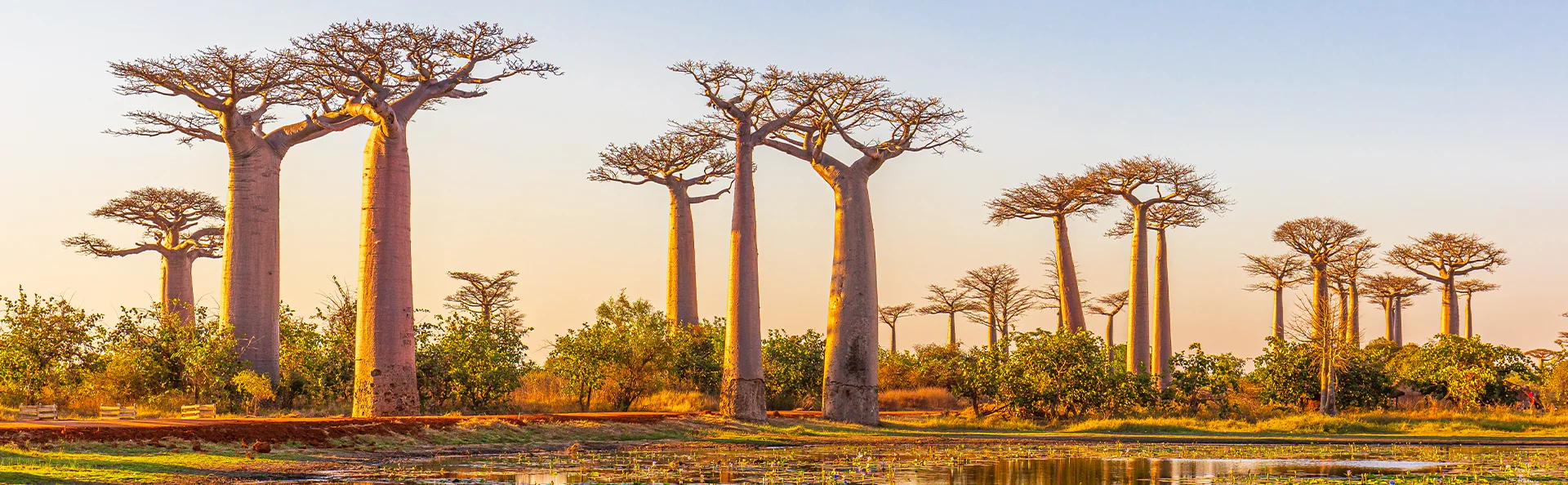 Vackra baobabträd i solnedgången längs Avenue of the Baobabs på Madagaskar