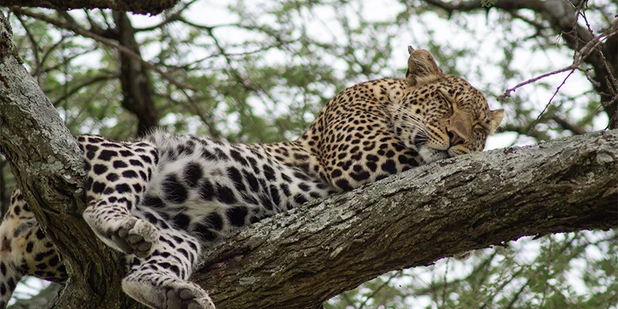 En leopard i ett träd på safari i Tanzania