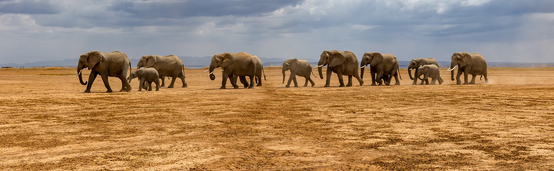 Elefanter går på rad och led i Amboseli nationalpark i Kenya