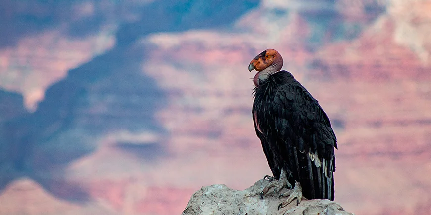 Kalifornisk kondor i Grand Canyon
