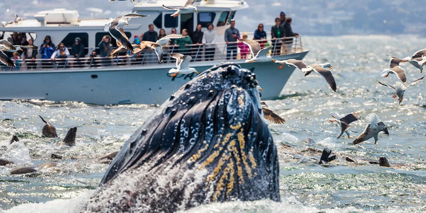 Val som bryter ytan i Monterey i USA
