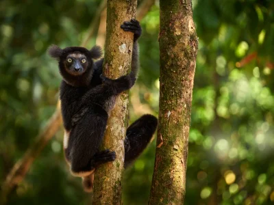 Indri i grönskande omgivningar på Madagaskar