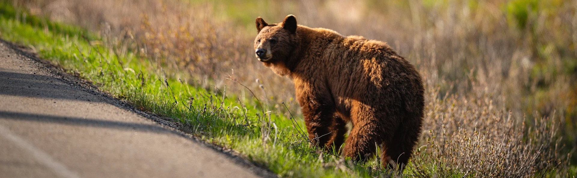 Björn vid vägkanten i Waterton Nationalpark i Kanada