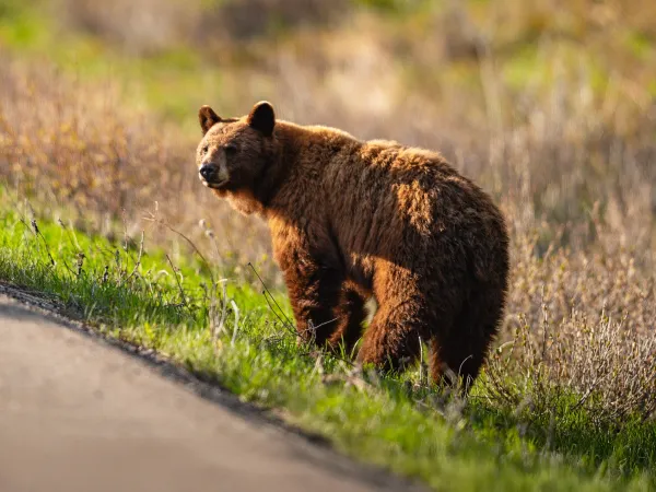 Björn vid vägkanten i Waterton Nationalpark i Kanada
