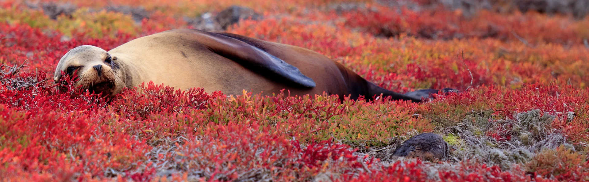 Galapagos-sjölejon vilar på en bädd av röd Sesuvium på South Plaza Island, Galapagos
