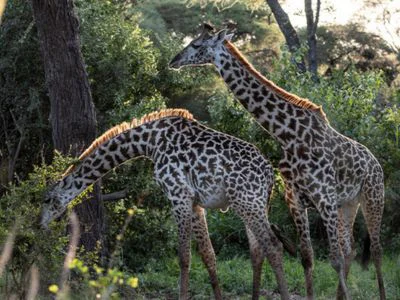 Två giraffer i Tarangire