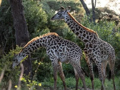 Två giraffer i Tarangire