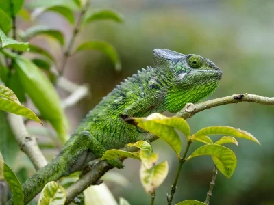 Furcifer verrucosus i gröna omgivningar på Madagaskar