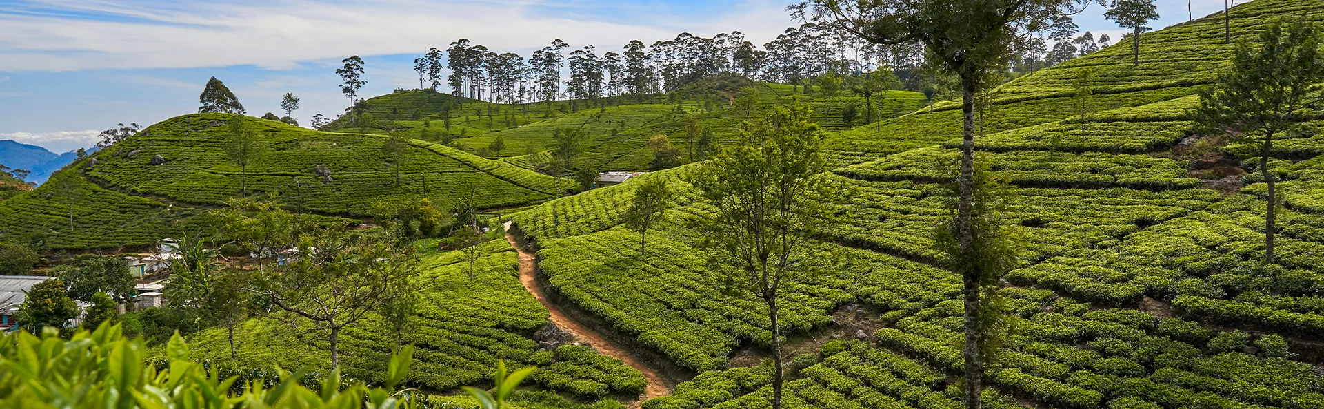 Utsikt från det berömda Lipton's Seat över teplantagerna nära Haputale på Sri Lanka