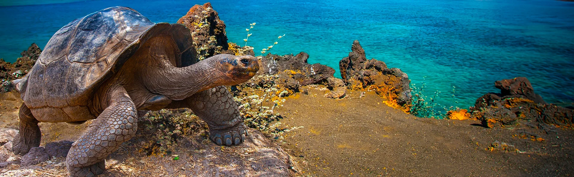 Storskalad sköldpadda, galapagossköldpadda på Galapagosöarna, Ecuador