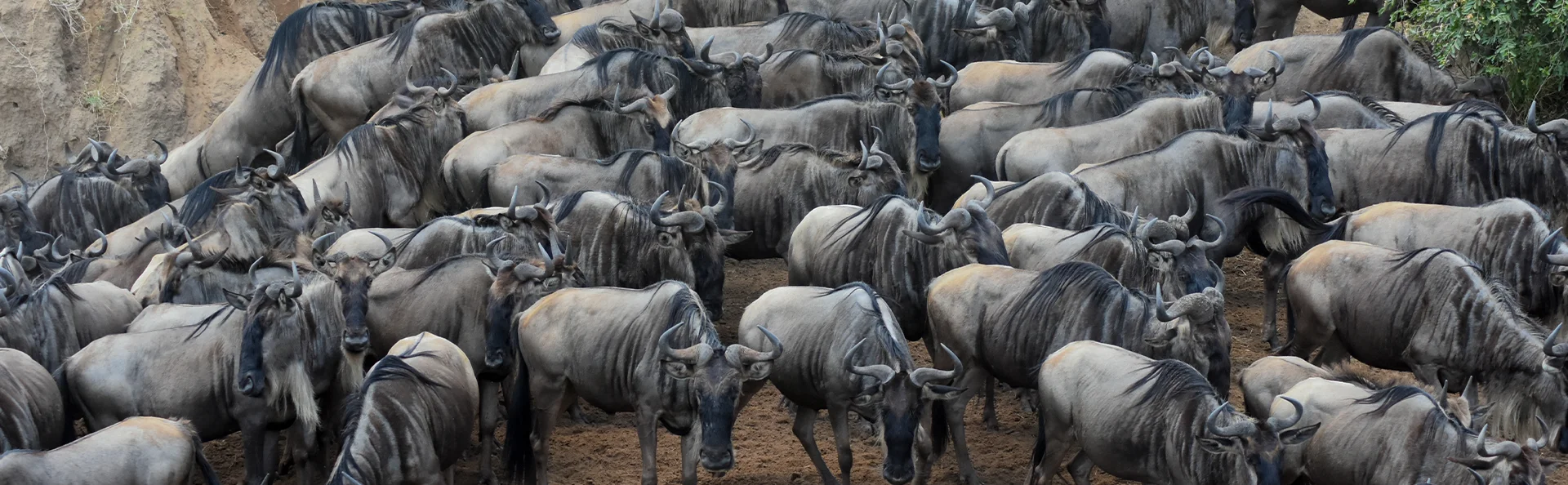 En stor flock gnuer på savannen
