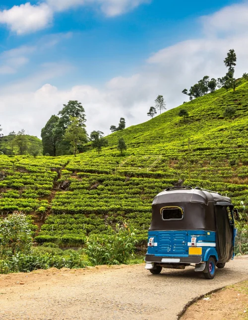 En blå buss kör förbi gröna teodlingar på Sri Lanka