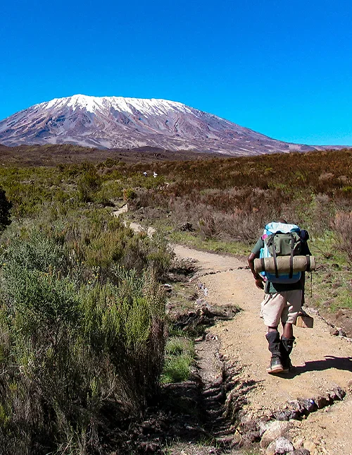 En vandrare på en stig mot det snöklädda Kilimanjaro under klarblå himmel.