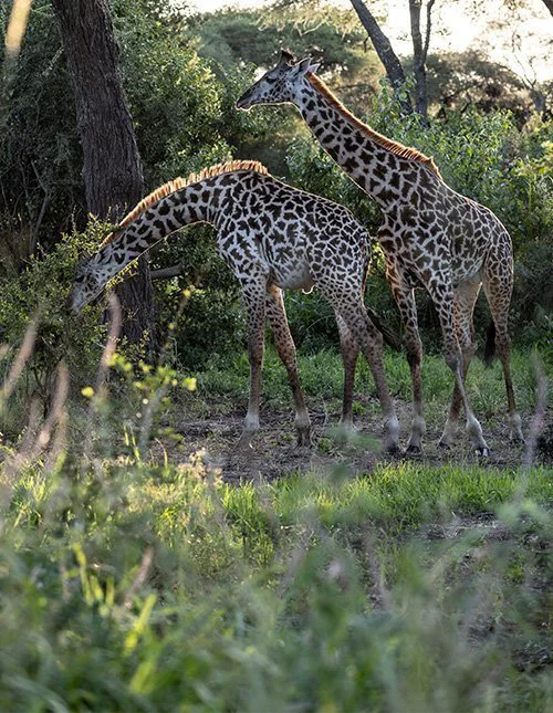 Två giraffer står i skuggan