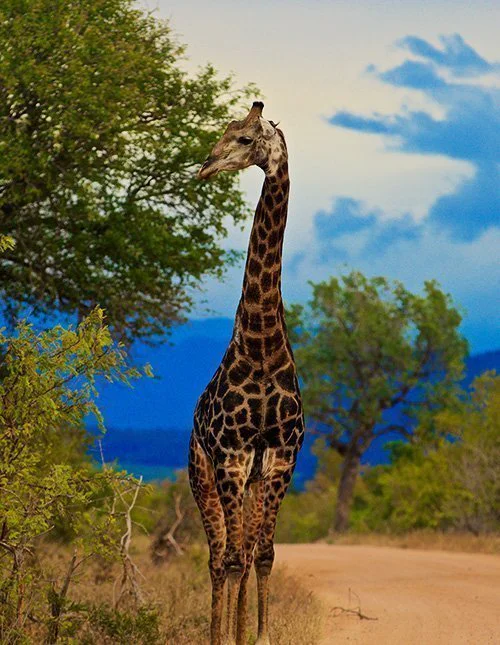 En giraff står på en grusväg i Kruger nationalpark i Sydafrika, omgiven av grönska och blå himmel.