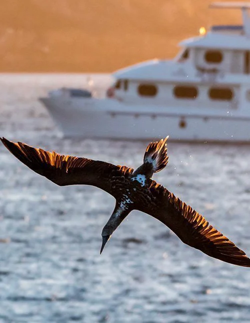 Havsfågel svävar över vattnet vid Galapagosöarna