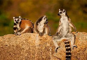 Ringsvanslemurer hänger runt på Madagaskar